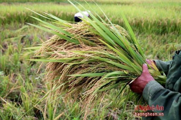 Những bông lúa nặng trĩu hạt