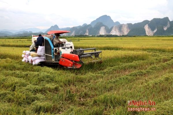 Toàn huyện Anh Sơn gieo cấy 2.719 ha, năng suất bình quân đạt từ 45 -50 tạ/ha. (Trong ảnh: Giờ đây những chiếc máy gặt đập liên hợp đã về tận làng, người dân làm ruộng cũng không còn phải bỏ nhiều công sức như trước.)