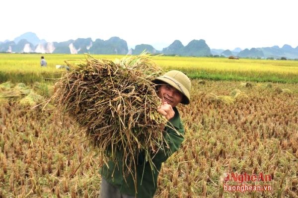 Gom lúa tại ruộng