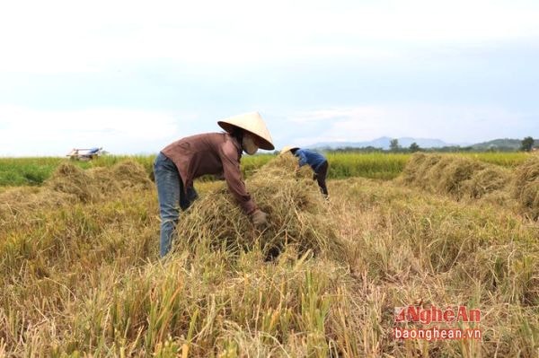 Sắp đến mùa đông vì vậy công việc dự trữ rơm rạ cho đàn trâu bò là rất quan trọng. Thời tiết thuận lợi rơm được phơi và khô ngay tại ruộng