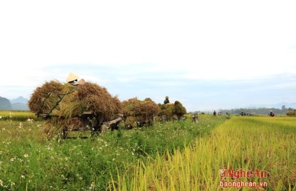 Đoàn xe nối nhau chở lúa về nhà
