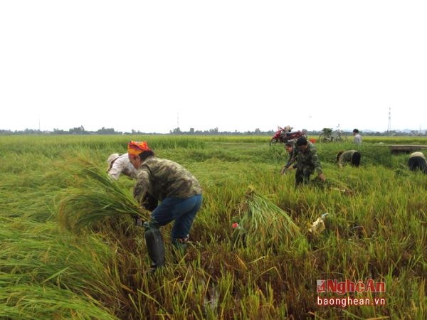 Người dân ở xã Nam Xuân phải gặt lúa bị đổ bằng phương pháp thủ công