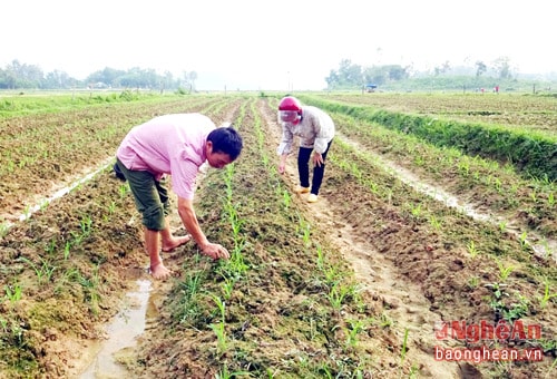 Cán bộ nông nghiệp xã Hùng Thành kiểm tra tỷ lệ nảy mầm ngô giống trên đồng ruộng.