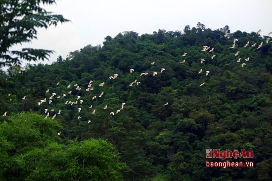 Đàn cò cuất hiện và ở lại đây trong vòng 1 tháng mang lại vẻ đẹp hiếm có cho vùng ngã ba sông.
