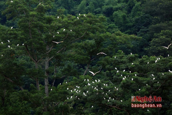 Cây gạo bên kia sông là nơi được đàn cò trú ngụ nhiều nhất. Khi có người đến săn bắn chúng lại bay sang bên này sông.
