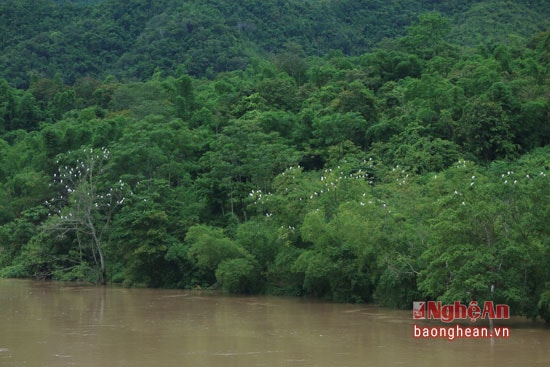 Những đàn cò khác tập trung rải rác dọc bờ sông Lam nhưng cứ đến chiều chúng lại tìm về khu vực đền Vạn để nghỉ ngơi.