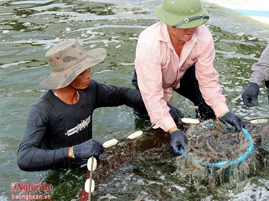 Thu hoạch thôm ở Nghệ An- Ảnh TL