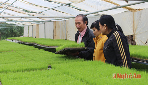 Sản xuất mạ khay ở HTX DV nông nghiệp thị trấn Hưng Nguyên