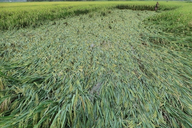Lúa của Quỳnh Mỹ - Quỳnh Lưu bị đổ