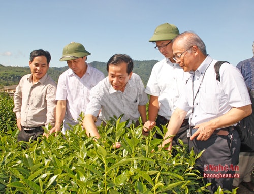 Đoàn Nhật Bản khảo sát vùng chè ở Thanh Chương. Ảnh Cảnh Nam