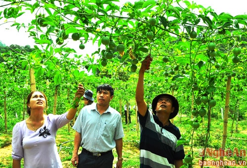 Mô hình trồng chanh leo mang lại hiệu quả kinh tế cao ở xã Tri lễ - Quế phong