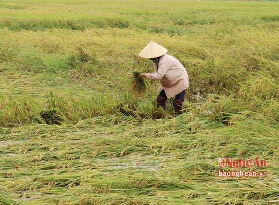 Khoảng gần 200 ha lúa trên địa bàn Quỳnh Lưu bị đổ rạp do mưa lớn trong những ngày qua.