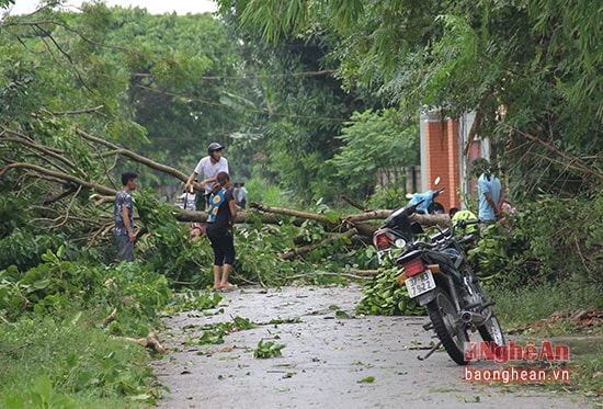 Lốc xoáy đã làm đổ cây cối, chắn cả lối đi.