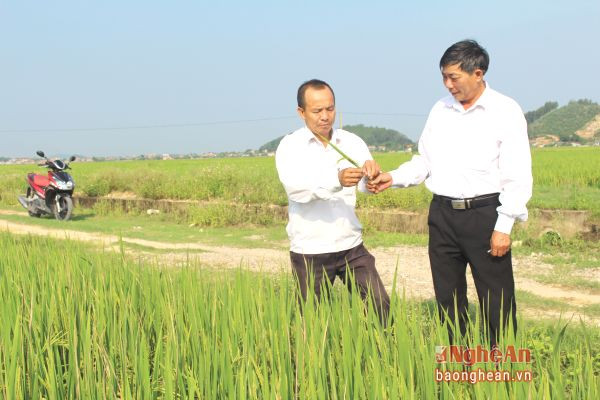 Cánh đồng sản xuất lúa giống của HTX Lam Cầu, xã Quỳnh Thạch (Quỳnh Lưu).