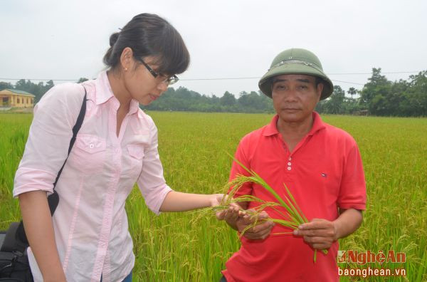 Phóng viên Báo Nghệ An tìm hiểu tại cánh đồng sản xuất giống lúa Khang dân cải tiến.