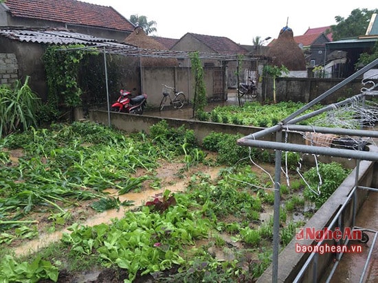 Cây màu bị hư hỏng