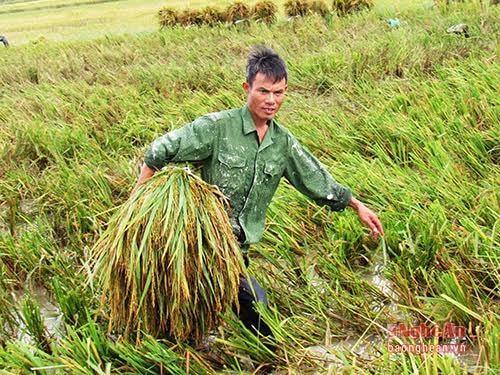 Nông dân Diễn Phúc thu hoạch hè thu