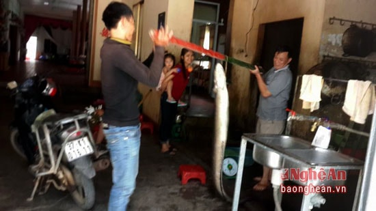 Cá có chiều dài 2 mét, nặng 16 kg.