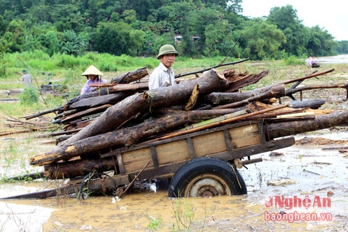 Chỉ trong mỗi buổi sáng, một nhà đã vớt được 5 – 6 xe củi đầy. Người dân ở đây cho biết, “ Một lần vớt củi lụt như ri, đun mấy năm cũng chưa hết”