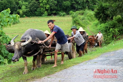    Từng đoàn xe hối hả chở củi lụt về nhà