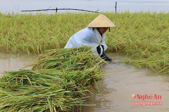 Nông dân  Hiến Sơn Đô Lương dùng thuyền  đưa lúa về. Hiện này Đô Lương mới gặt được 1000/1.600 ha.