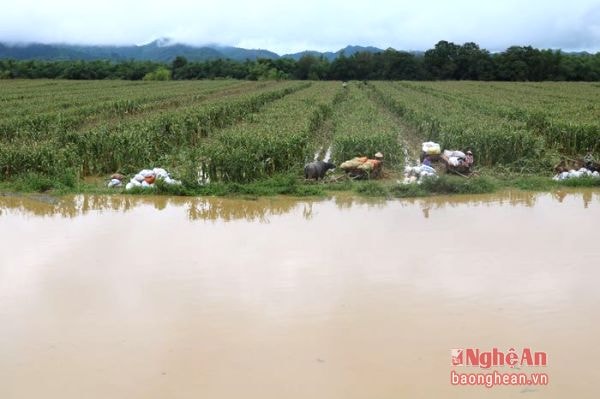  Toàn xã Hội Sơn có 50 ha ngô vùng đất bãi thì có trên 20 ha diện tích ngô đã bị ngập trong nước. 