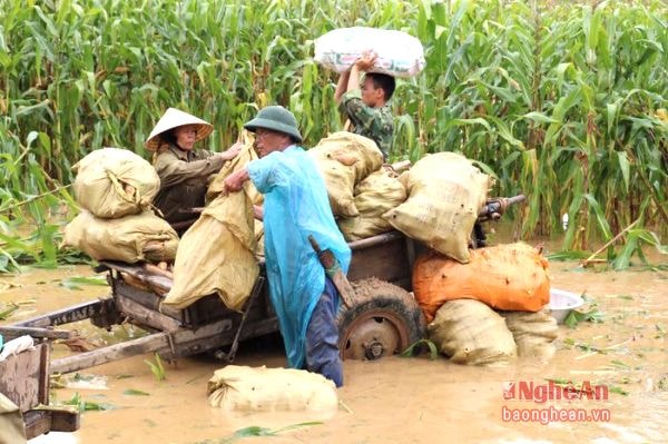 Không để mất trắng diện tích ngô, nhiều gia đình buộc phải thu hoạch trong điều kiện mưa lũ