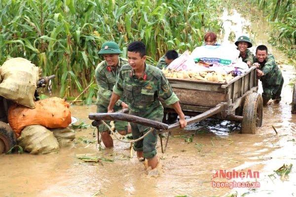 100 cán bộ chiến sỹ thuộc Trung đoàn 335 đóng trên địa bàn xã Hội Sơn cũng đã tình nguyện hỗ trợ người dân thu hoạch ngô