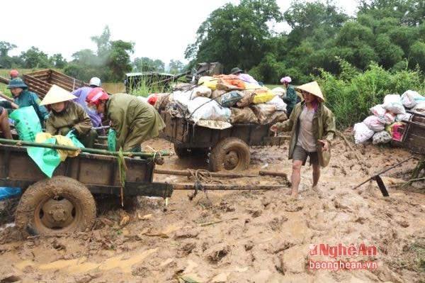 Ông Nguyễn Hữu Dũng - Chủ tịch UBND xã Hội Sơn cho biết, hiện tại diện tích ngô ngập nước cơ bản thu hoạch xong.