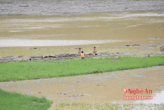 Nhiều người dân huyện Quỳ Châu liều mình ra sông vớt củi khi nước lũ đang dâng cao.