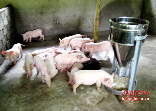 Trại nuôi lợn của ông Nghĩa 5 ô chuồng, mỗi ô từ 10 đến 15 con lợn thịt.