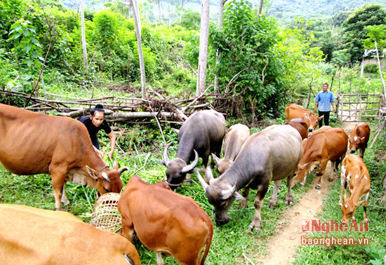 , Ngoài nuôi lợn gia đình ông Nghĩa còn nuôi và chăm sóc 10 con bò, 4 con trâu, một số con gia cầm và hơn 600m2 lúa nước.