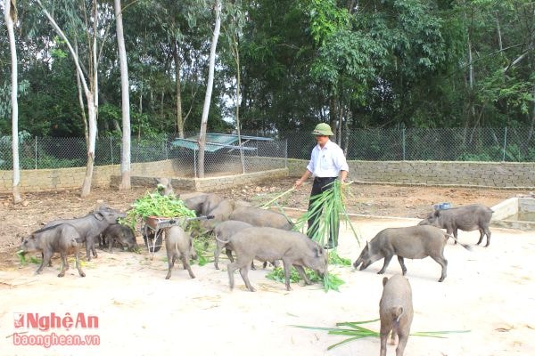 Anh Văn Sỹ Hải đang cho đàn lợn rừng ăn.