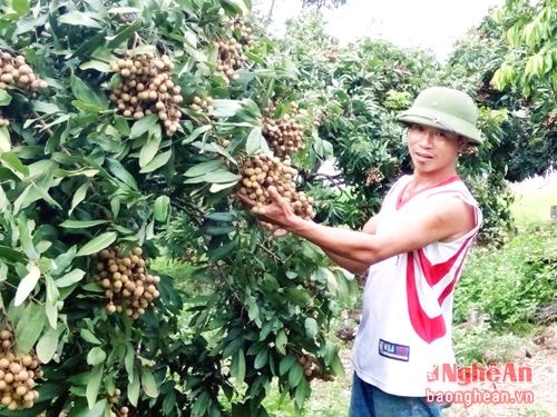 Anh Bùi Văn Hùng trồng hơn 200 gốc nhãn đang cho ra quả mỗi vụ đạt 100 triệu đồng/năm.