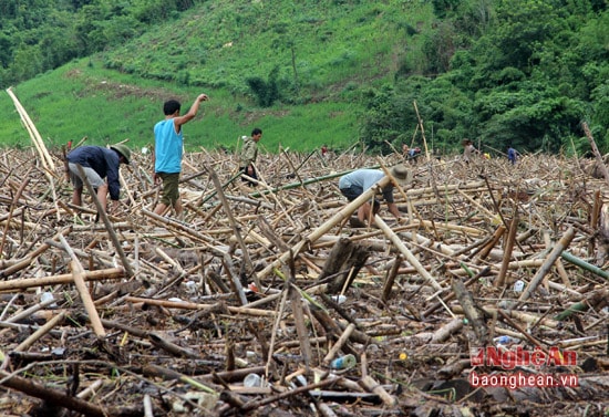 Những người dân ở các bản sống gần khu vực này như Đình Tiến, bản Pủng, Bản Cành (xã Tam Đình). Và có cả người dân ở các xã xa hơn như bản Tam Hương, Mỏ Than (Tam Quang) cũng đến bãi rác nổi này để “hốt bạc”.