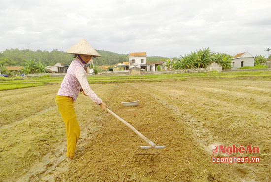 Sau khi thuê máy làm đất, gia đình chị Lê Thị Liên lên luống sản xuất rau vụ đông.