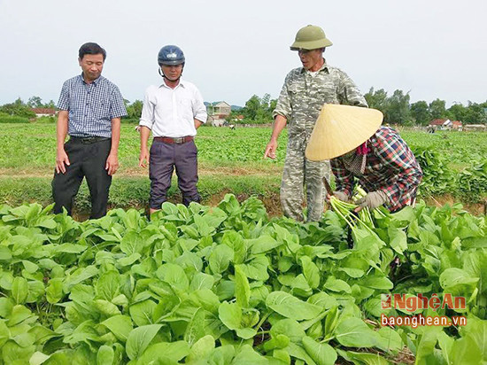 Lãnh đạo xã thăm cánh đồng rau tại xóm 6 xã Nghi Thuận.