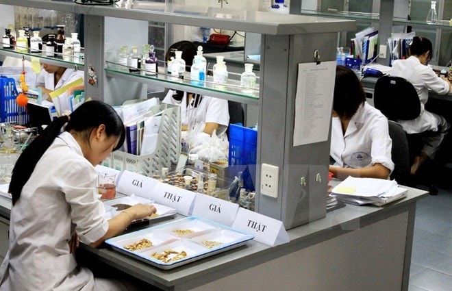 Công tác kiểm nghiệm về chất lượng của dược liệu. (Ảnh: TTXVN/Vietnam+).