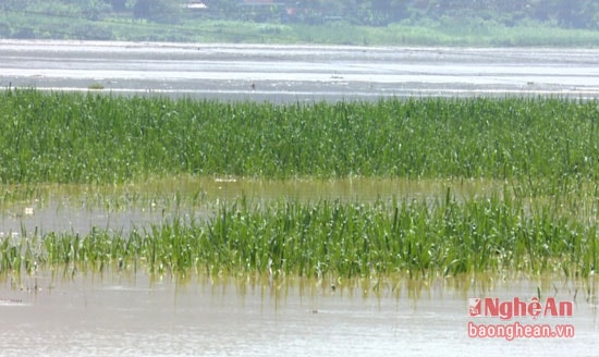 1.210 ha lúa, hoa màu ở Tân Kỳ bị ngập.