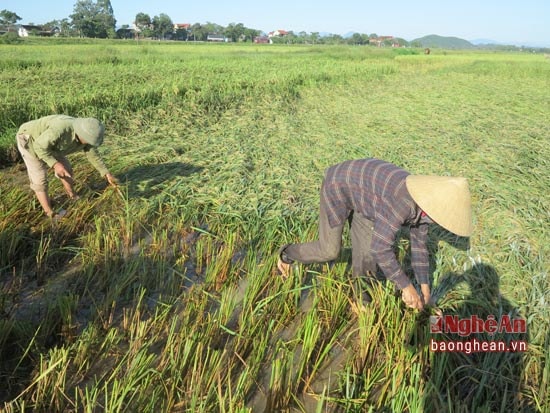 Nông dân ra đồng thu hoạch lúa hè thu bị gãy đổ.