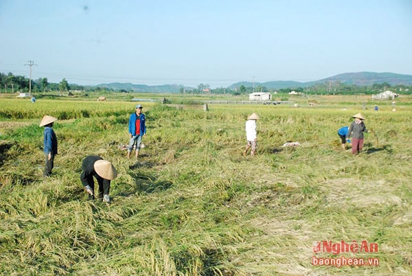 Nông dân nhiều vùng Thanh Chương tích cực thu hoạch lúa bị gãy đổ.