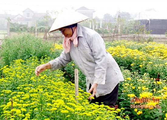 Nhờ tích cực tìm tòi, đưa các giống hoa mới về trồng nên mỗi năm làng hoa Hồng Phú, xã Quỳnh Hồng cho thu nhập khoảng 2 tỷ đồng