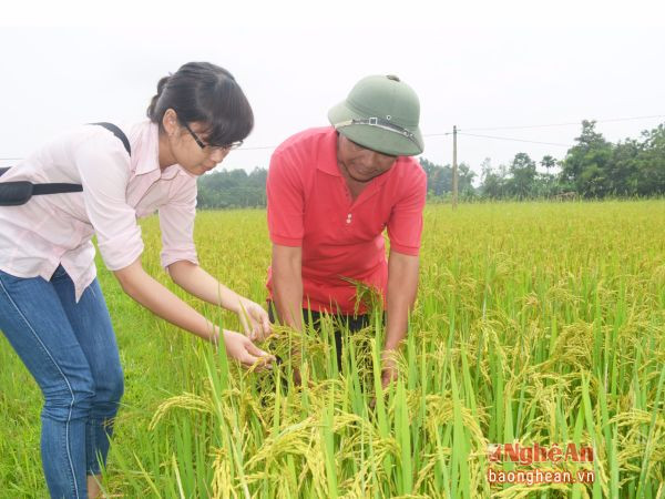 Cánh đồng sản xuất lúa Khang dân cải tiến ở xã Thanh Hà, Thanh Chương.