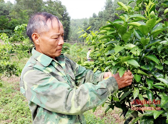 Mô hình kinh tế tổng hợp VRAC cho gia đình ông Trần Văn Lệ sau khi trừ chi phí cũng  mang lại nguồn thu trên 500 triệu đồng