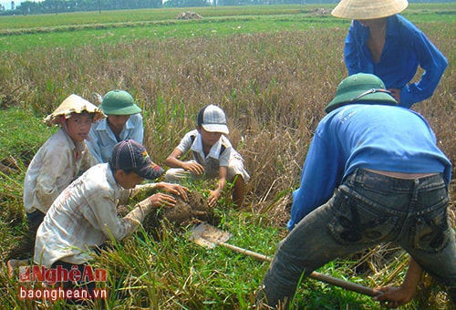 Có nhiều cách để bắt chuột như dùng cuốc xẻng đào, hun khói, đổ nước...