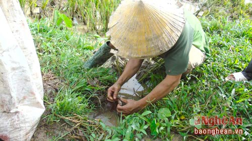 Nghề săn bắt và mua bán chuột đồng giúp nông dân có thêm thu nhập lúc nông nhàn, đồng thời góp phần tiêu diệt chuột, bảo vệ mùa màng. 