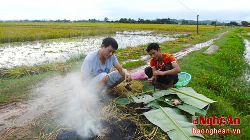 Chuột săn được người mua làm thịt và dùng rơm nướng ngay trên cánh đồng