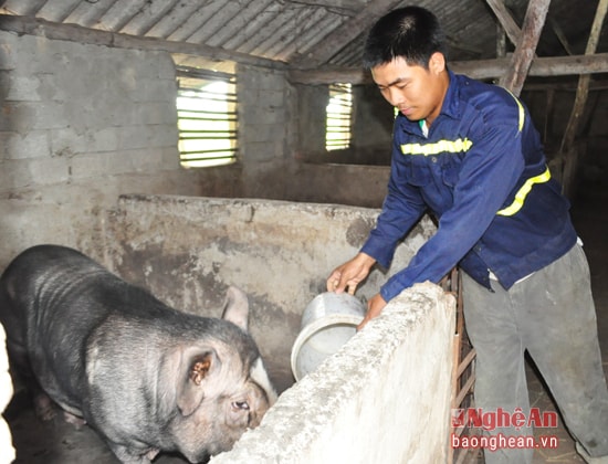 Trang trại kinh tế tổng hợp của anh Nguyễn Văn Khấn, xóm 3 cho thu nhập hàng trăm triệu đồng/năm