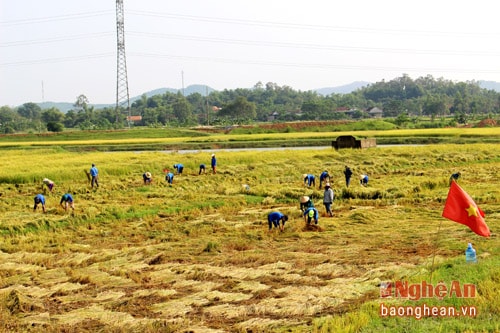 Ngay từ sáng sớm, gần 100 đoàn viên thanh niên của 16 đơn vị đoàn cơ sở trong huyện đã có mặt trên các cánh đồng xã Minh Sơn, cùng bà con thu hoạch lúa. Theo kế hoạch, Huyện đoàn sẽ khởi xướng 1 ngày, sau đó các đơn vị cơ sở vẫn sẽ tiếp tục giúp đỡ bà con nông dân tại địa bàn.