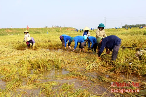 Sau mưa bão, nhu cầu về nhân lực gặt lúa của bà con ở đây khá cao, đội thanh niên tình nguyện chủ trương giúp đỡ những gia đình có hoàn cảnh neo đơn, nghèo khó, bệnh tật trước, trong đó tập trung thu hoạch những thửa ruộng đã bị ngã đổ, ngâm nước.